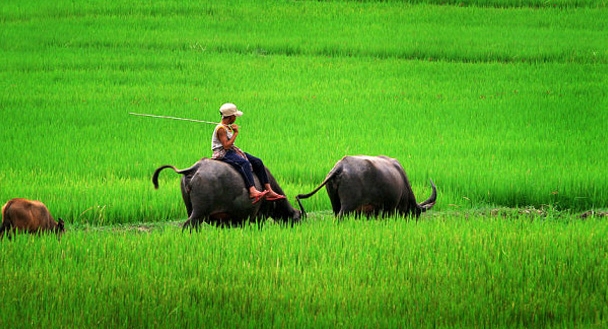 Hình bóng con trâu qua ca dao, tục ngữ Phật giáo Việt Nam