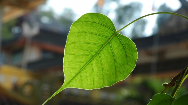 Bồ đề tâm chính là tâm yêu thương