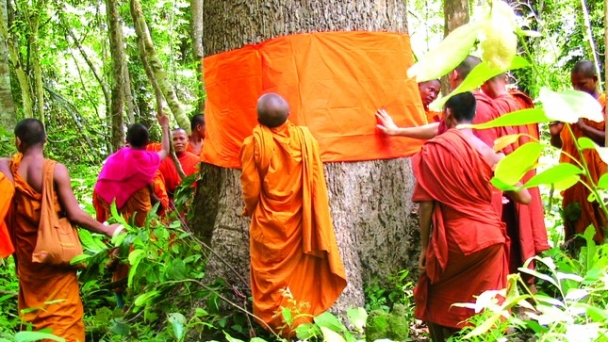 Quy y cho cây - hướng tâm trân trọng môi trường