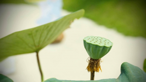 Cuộc đời ngắn ngủi, hãy sống hết mình và yêu thương hết lòng