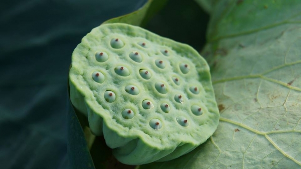 Còn hai thứ này, tham, sân, si còn đất sống