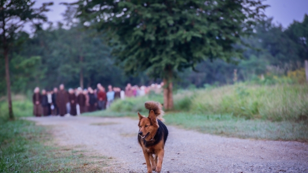 Hóa độ súc sinh