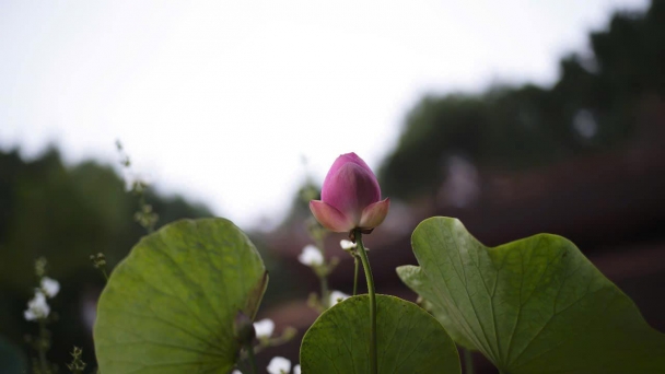 Có buông bỏ có nhẹ nhàng