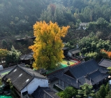 Sắc màu vàng rực của cây ngân hạnh ở chùa Quan Âm Thiền Tự