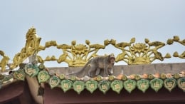 Đàn khỉ sống “nương nhờ” cửa Phật trên đỉnh núi ở Bình Dương