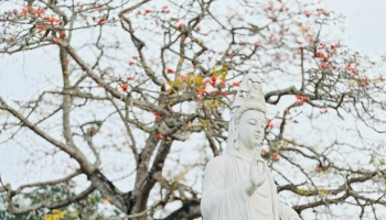 Ngắm mộc miên tuyệt đẹp ở chùa Trung Hành