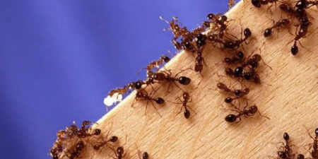 Cách đuổi kiến, muỗi và gián mà không sát sinh