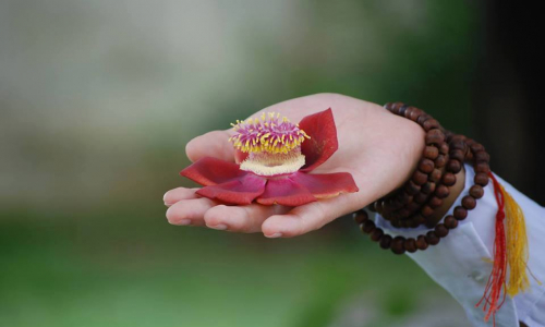 Người Phật tử lý tưởng: Đầy đủ tín, giới, thí, tuệ