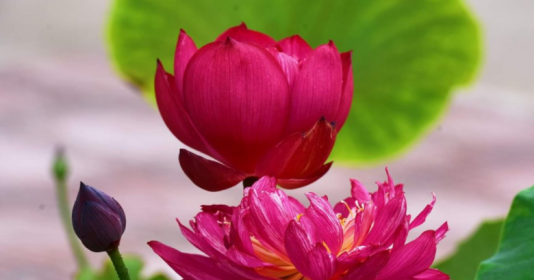 Được biết đến là biểu tượng của sự trong sáng và sự hoàn hảo trong đạo Phật, hoa sen đỏ không chỉ thu hút mọi ánh nhìn mà còn mang lại cảm giác bình yên cho tâm hồn. Hãy mở ra hình ảnh liên quan để cảm nhận sự trang nghiêm và thanh lọc chất chứa trong hoa sen đỏ đầy tượng trưng này.