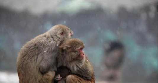 Cảnh tượng khỉ mẹ ôm con là một trong những hình ảnh đáng yêu và cảm động nhất trong thế giới động vật, hãy xem những khoảnh khắc cảm động này cùng chúng tôi.