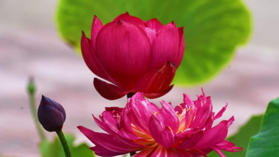 Biểu tượng hoa sen: Biểu tượng hoa sen là biểu tượng văn hóa của Việt Nam, thể hiện sự đầy ý nghĩa và tinh tế. Trong hình ảnh biểu tượng hoa sen, bạn sẽ cảm nhận được giá trị tâm linh và văn hóa của nó.