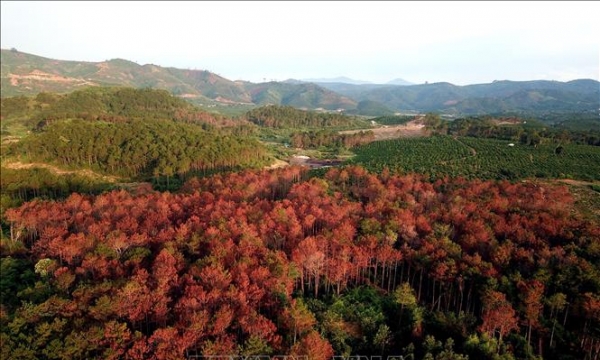 3.000 cây thông rừng gần 20 năm tuổi bị đầu độc ở Lâm Đồng, hại môi trường không khác gì sát sinh!
