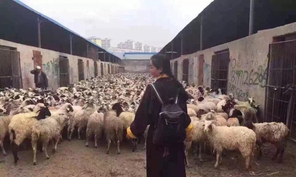 Cô gái Tây Tạng với tâm Bồ Tát đã cứu sống 6.387 con cừu khỏi lò mổ