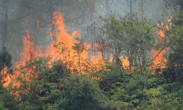 Cháy ngùn ngụt tại khu rừng phòng hộ Hà Tĩnh