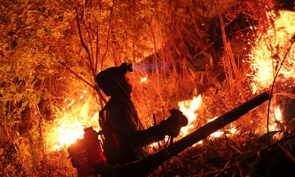 500 người xuyên đêm vật lộn với lửa rừng thông phòng hộ Hà Tĩnh cháy ngùn ngụt