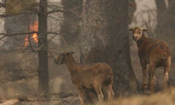 Trăm loài động vật kêu cứu trong thảm kịch cháy rừng ở Australia