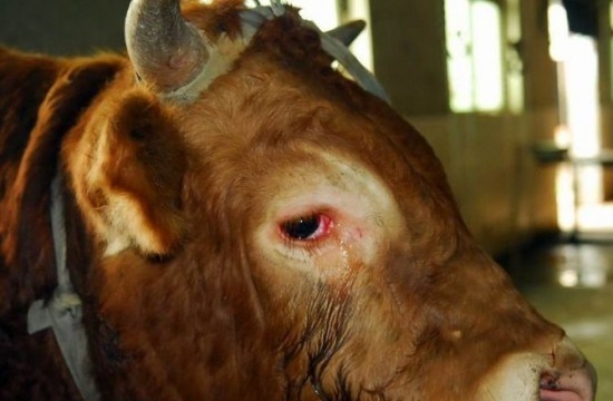 Nước mắt của con bò khiến người tù hung bạo ăn chay