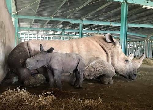 Giữa đại dịch COVID-19, bé tê giác mới chào đời với cái tên “Chiến thắng”