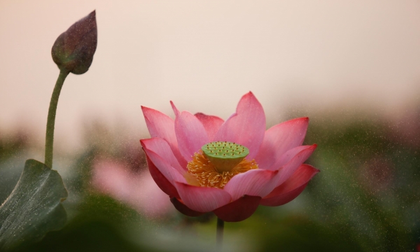 10 phúc báu dành cho người chia sẻ Phật pháp