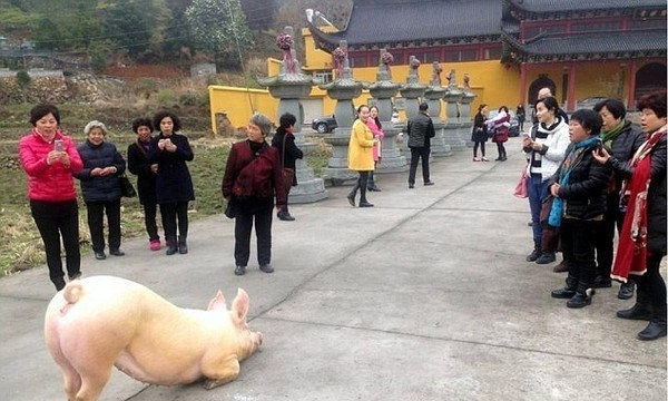 Chú lợn quỳ gối trước cửa chùa hàng tiếng không chịu đứng lên