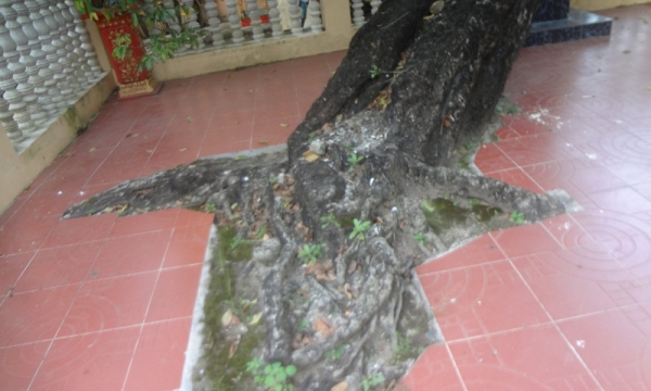 Cội thị 300 năm tuổi ở chùa Pothi Somron cần được xét công nhận cây di sản