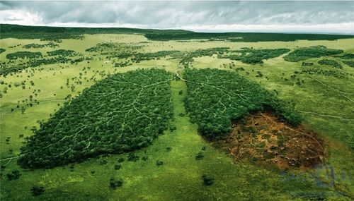 Chung tay cùng dự án “Trồng rừng giữ đất”
