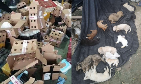 5000 thú cưng được phát hiện chết trong thùng các tông tại Trung Quốc