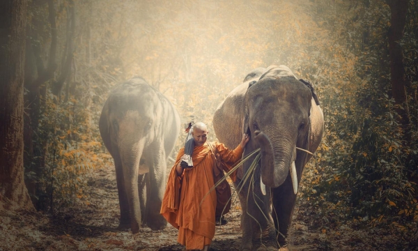 Quan điểm của Phật giáo về quyền được sống của loài vật