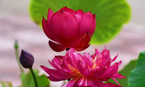 Ý nghĩa của biểu tượng hoa sen trong đạo Phật