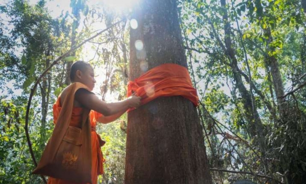 Chiến binh bảo vệ môi trường: Nhà sư Phật giáo và lễ quy y cho cây