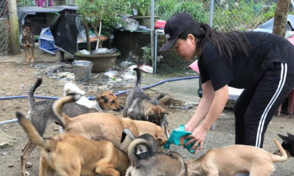 Người phụ nữ bán nhà ra vùng ven để cứu hàng trăm chú chó, mèo bị bỏ rơi