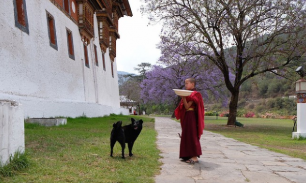 Bhutan - Cả vương quốc nuôi chó