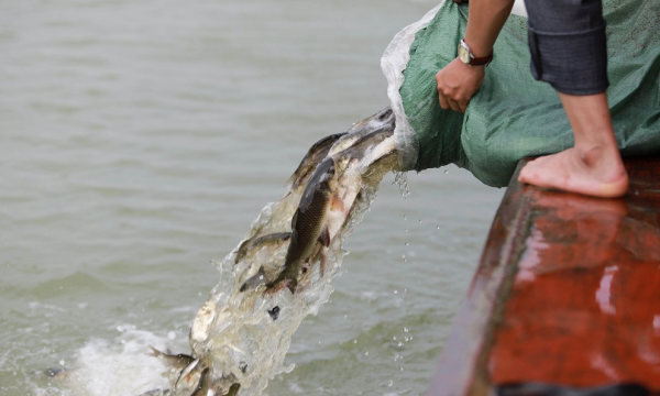 Chùa Viên Quang phóng sinh hơn 10 tấn cá xuống sông Lam