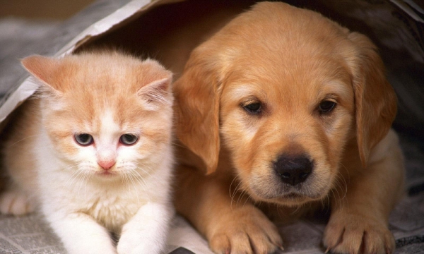 Lý giải quan niệm: “Mèo đến nhà thì khó, chó đến nhà thì sang” theo lăng kính đạo Phật