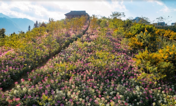 Muôn hoa khoe sắc, Sun World Fansipan Legend đẹp ảo diệu trong mùa thu