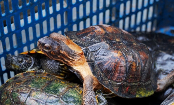 Phát hiện nhiều loại rùa quý hiếm được phóng sinh ở chùa Ngọc Hoàng
