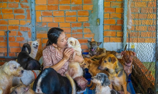 Người phụ nữ dựng trại giữa đồng cứu cả trăm con chó, mèo