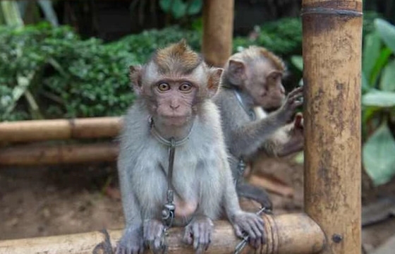 Động vật bị ngược đãi tại “thiên đường” du lịch Bali