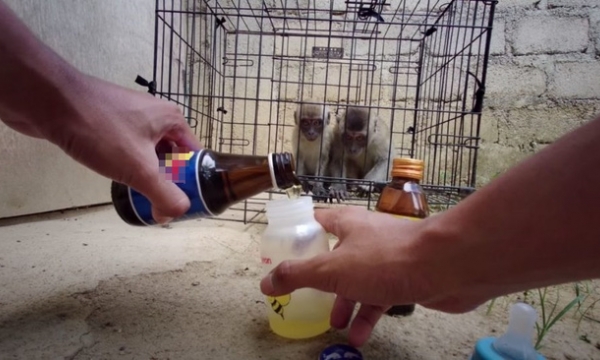 YouTuber khiến dư luận phẫn nộ vì ép khỉ ăn ớt, uống nước tăng lực câu view