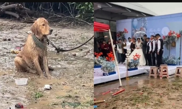 Chú chó bị bỏ mặc dầm mưa trong đám cưới của chủ ở Trung Quốc
