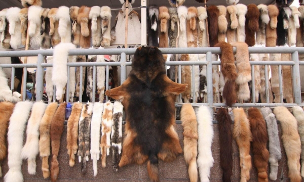 Nở rộ ngành công nghiệp lông mèo tàn bạo tại Trung Quốc