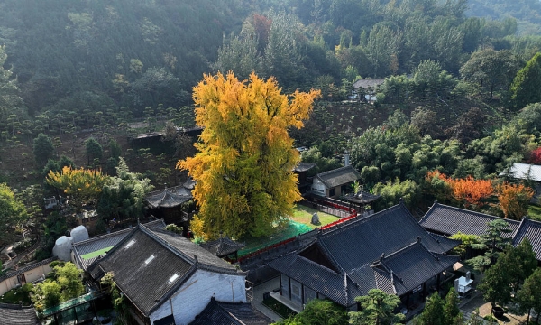 Sắc màu vàng rực của cây ngân hạnh ở chùa Quan Âm Thiền Tự