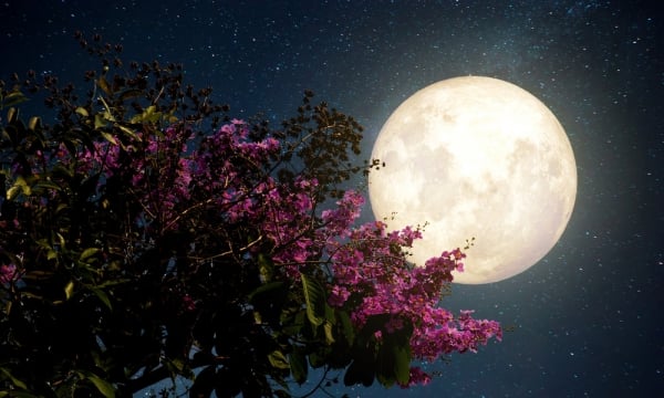 “Đêm nay trăng sáng không khác ban ngày” 