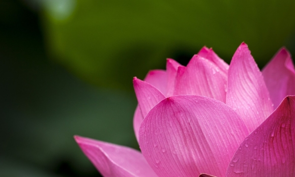 Hoa sen có điểm gì kỳ diệu và có liên quan gì đến với Phật giáo?