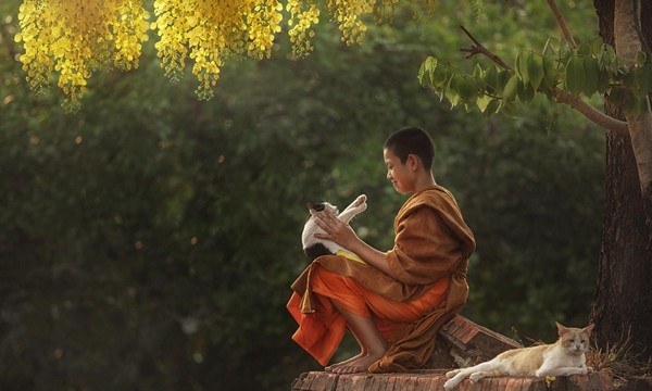 Muốn sống an lạc hãy học Phật