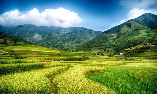 Hạt gạo nặng như núi Tu Di
