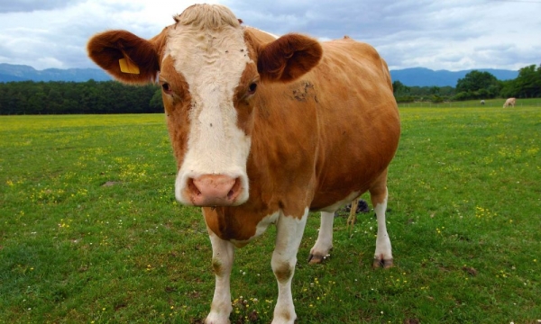 Nhờ cứu sống bò mẹ được thăng quan trường thọ