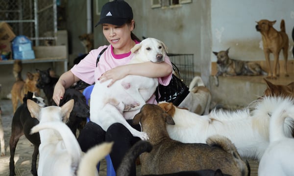 Diễn viên Kiều Linh nuôi 400 con chó bị bỏ rơi