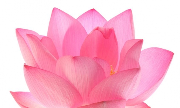 Ý nghĩa hoa sen trong Phật giáo