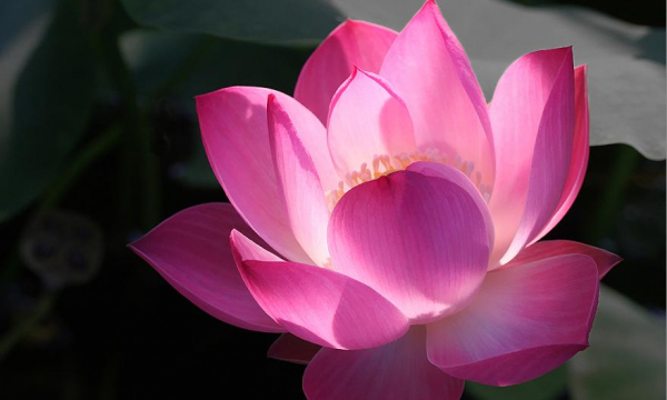 Chương trình hoạt động nhiệm kỳ IV của GHPGVN